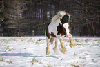 Irish Tinker in snow