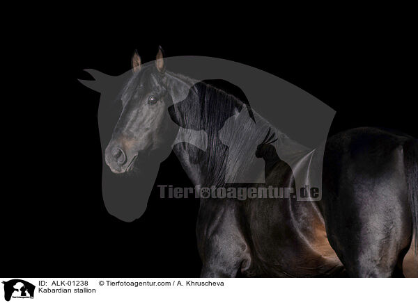 Kabardian stallion / ALK-01238