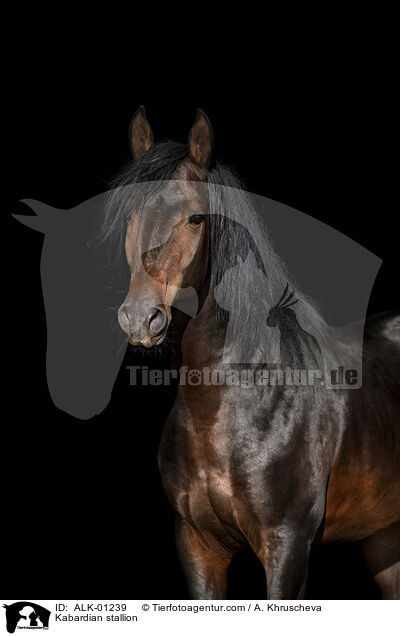 Kabardian stallion / ALK-01239