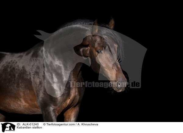 Kabardian stallion / ALK-01240