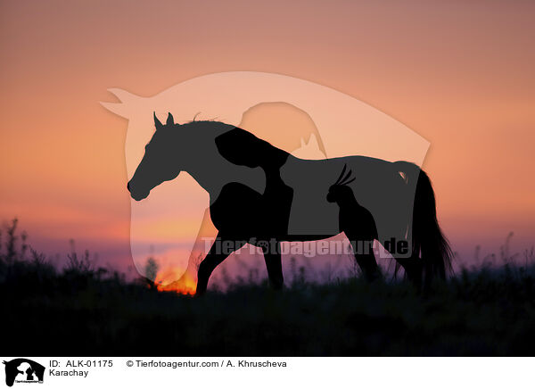 Karachay / ALK-01175