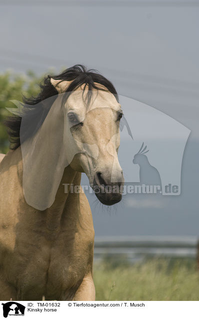 Kinsky horse / TM-01632