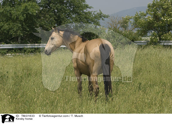 Kinsky horse / TM-01633
