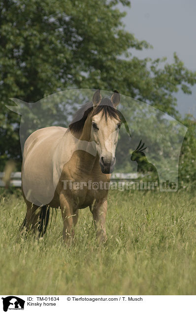 Kinsky horse / TM-01634