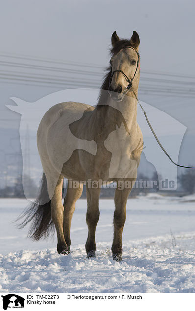 Kinsky-Pferd / Kinsky horse / TM-02273