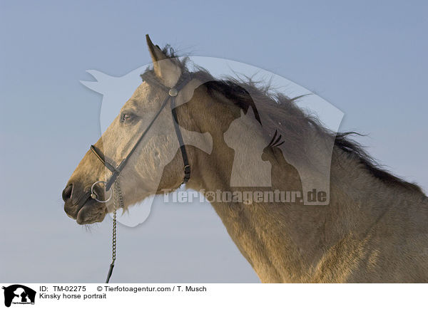 Kinsky horse portrait / TM-02275