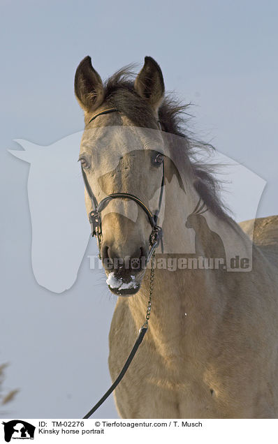 Kinsky-Pferd Portrait / Kinsky horse portrait / TM-02276
