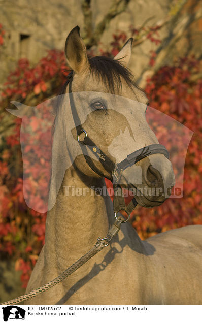 Kinsky-Pferd Portrait / Kinsky horse portrait / TM-02572