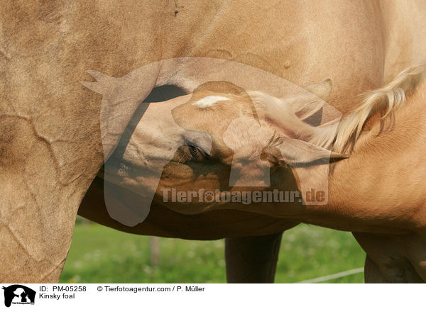 Kinsky Fohlen / Kinsky foal / PM-05258