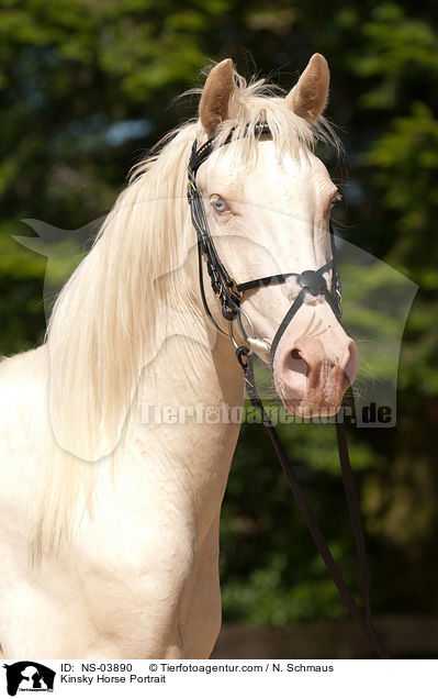 Kinsky Horse Portrait / NS-03890