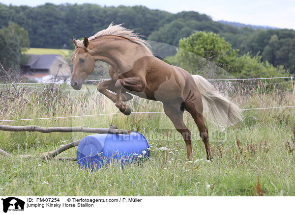 jumping Kinsky Horse Stallion / PM-07254