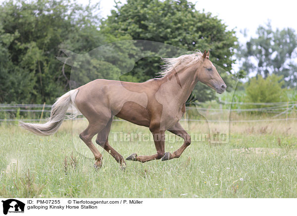 galoppierender Kinsky-Hengst / galloping Kinsky Horse Stallion / PM-07255