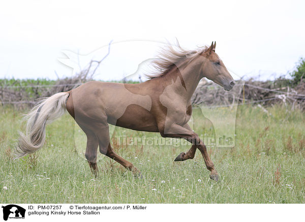 galoppierender Kinsky-Hengst / galloping Kinsky Horse Stallion / PM-07257