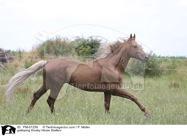 galoppierender Kinsky-Hengst / galloping Kinsky Horse Stallion / PM-07258