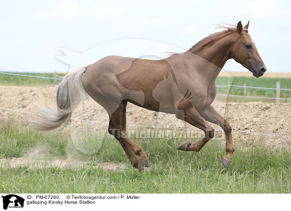 galoppierender Kinsky-Hengst / galloping Kinsky Horse Stallion / PM-07260