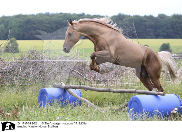 springender Kinsky-Hengst / jumping Kinsky Horse Stallion / PM-07262