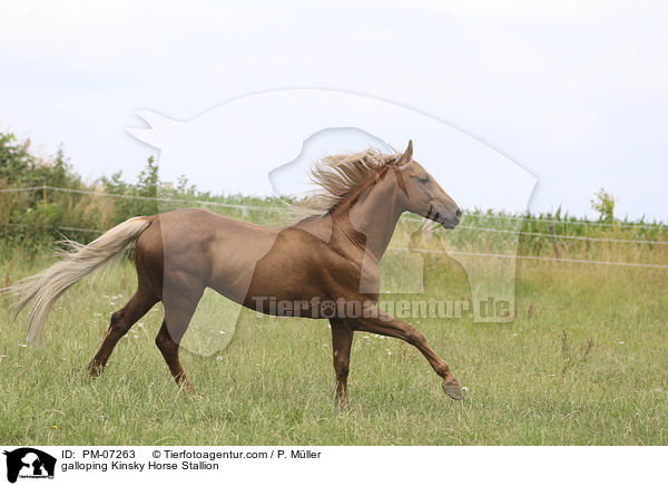 galoppierender Kinsky-Hengst / galloping Kinsky Horse Stallion / PM-07263
