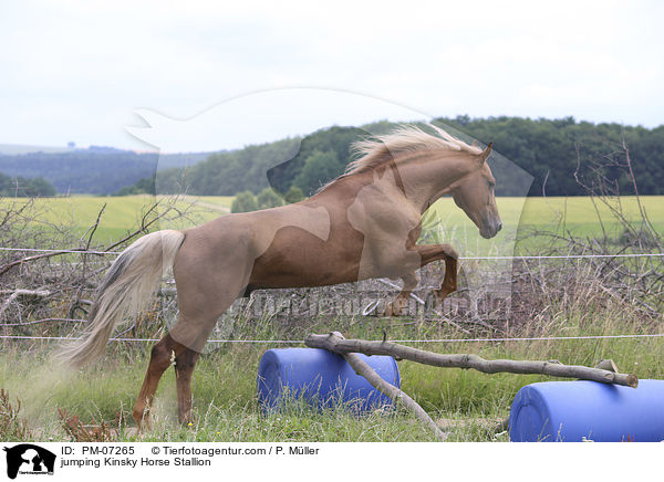 springender Kinsky-Hengst / jumping Kinsky Horse Stallion / PM-07265