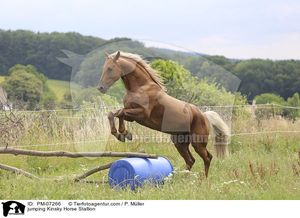 springender Kinsky-Hengst / jumping Kinsky Horse Stallion / PM-07266
