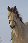 Kinsky horse portrait