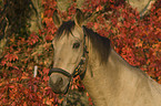 Kinsky horse portrait