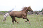 galloping Kinsky Horse Stallion