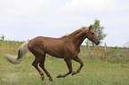 galloping Kinsky Horse Stallion