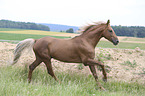 galloping Kinsky Horse Stallion