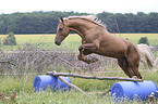 jumping Kinsky Horse Stallion
