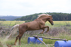 jumping Kinsky Horse Stallion