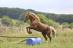 jumping Kinsky Horse Stallion
