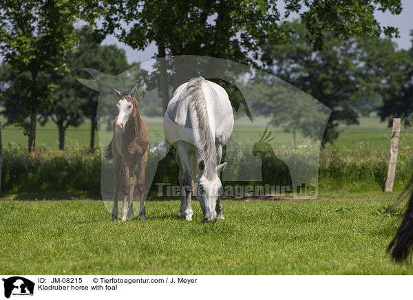 Kladruber Stute mit Fohlen / Kladruber horse with foal / JM-08215