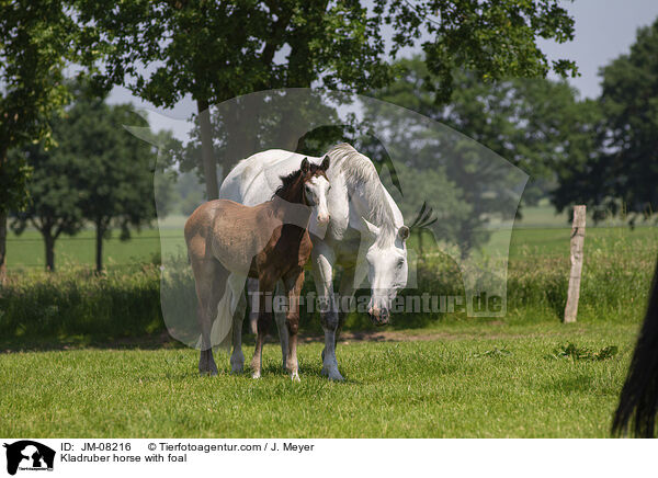 Kladruber horse with foal / JM-08216