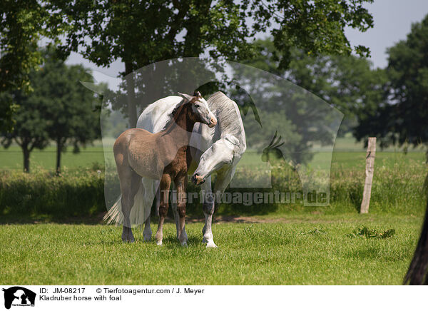 Kladruber horse with foal / JM-08217