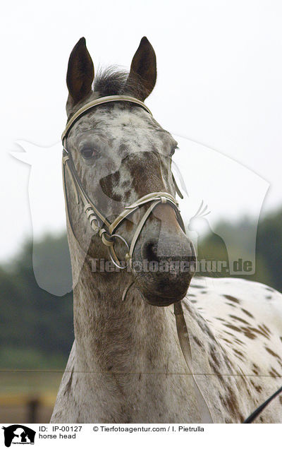 Knabstrupper Portrait / horse head / IP-00127