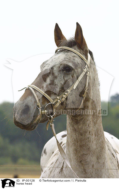 Knabstrupper Portrait / horse head / IP-00128