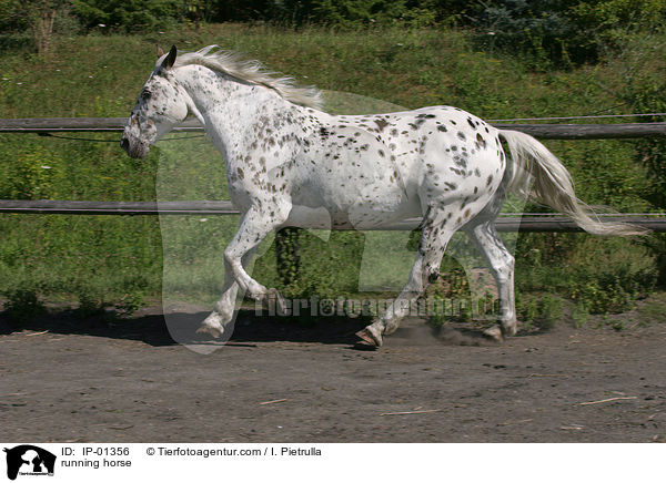 running horse / IP-01356