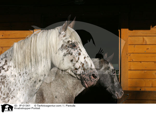 Knabstrupper Portrait / Knabstrupper Portrait / IP-01361