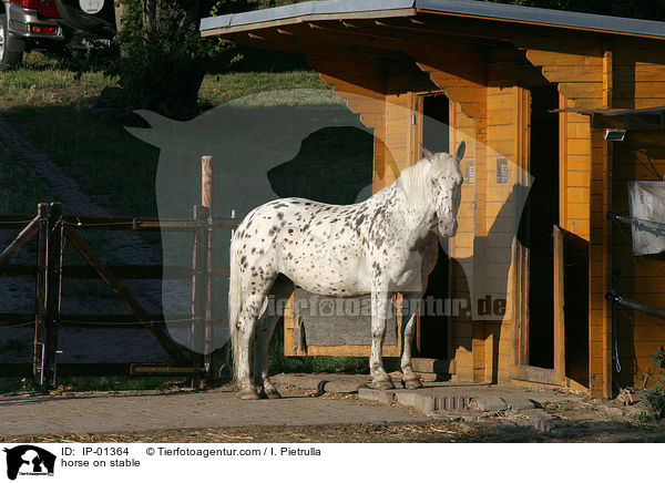 Pferd im Offenstall / horse on stable / IP-01364