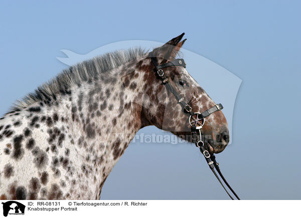 Knabstrupper Portrait / Knabstrupper Portrait / RR-08131