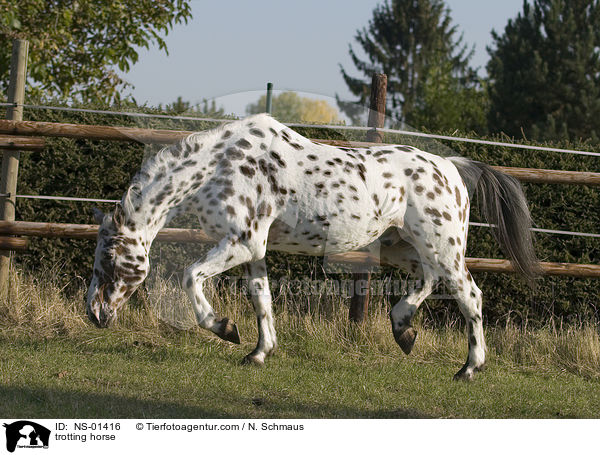 trotting horse / NS-01416
