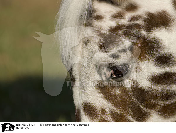 Knabstrupper Auge / horse eye / NS-01421