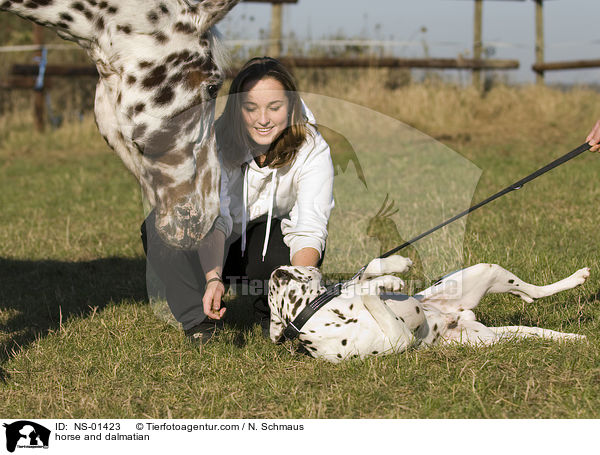 Knabstrupper und Dalmatiner / horse and dalmatian / NS-01423