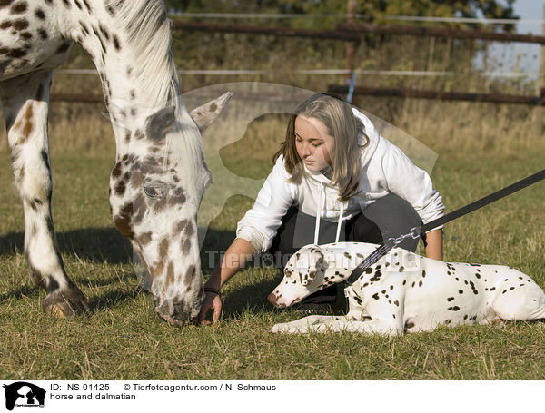 horse and dalmatian / NS-01425