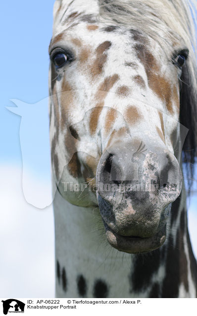 Knabstrupper Portrait / Knabstrupper Portrait / AP-06222