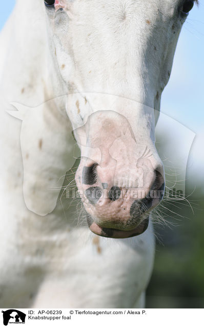Knabstrupper Fohlen / Knabstrupper foal / AP-06239