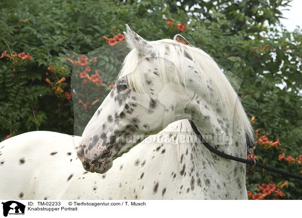 Knabstrupper Portrait / Knabstrupper Portrait / TM-02233