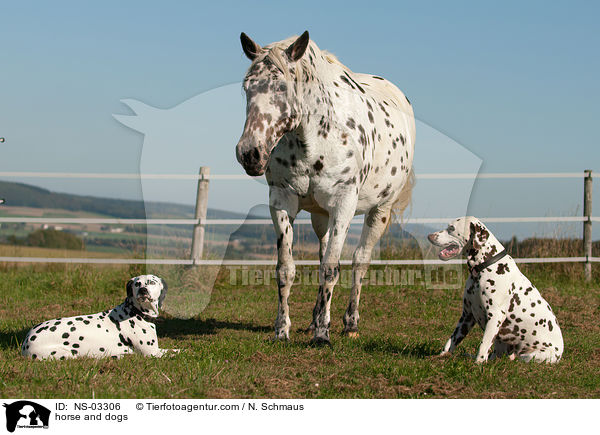 Knabstrupper und Hunde / horse and dogs / NS-03306