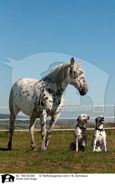 horse and dogs / NS-03308