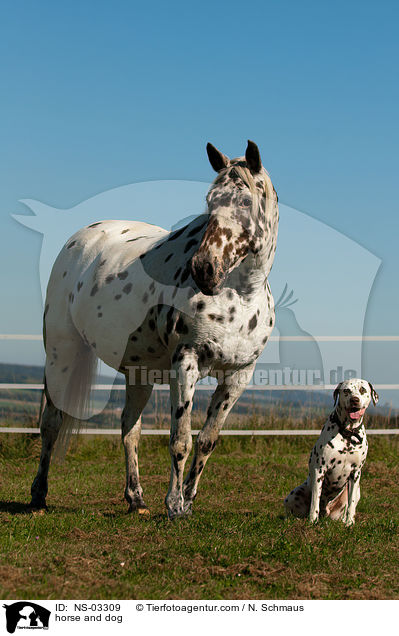 Knabstrupper und Hund / horse and dog / NS-03309